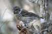 Extinction looms for Charles Darwin’s finches, and humans are to blame