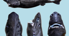 Tiny shark that glows discovered in the deep ocean