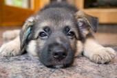 The Worst Dog Breeds for Apartment Living